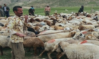 توزیع ۲۱ هزار تن نهاده دامی میان عشایر خراسان شمالی آغاز شد